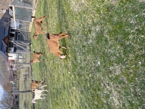 Iezi anglo nubian metis cu alpin francez