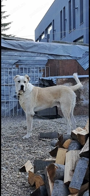 Volkodav de 2 ani - imagine 5