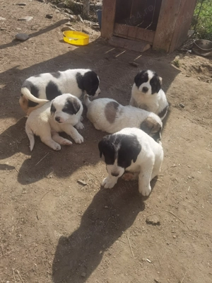 Vând pui de Asia Centrală  - imagine 2