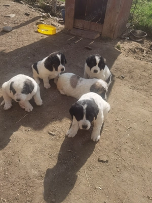 Vând pui de Asia Centrală  - imagine 3