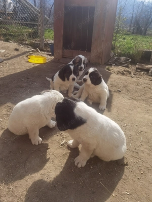 Vând pui de Asia Centrală  - imagine 4