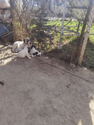 Vând pui de Asia Centrală  - imagine 5