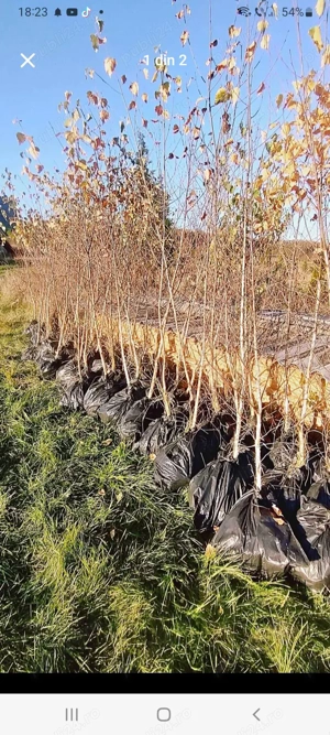 vând plante cu rădăcină mesteacăn alb și roșu pentru replantare  - imagine 4