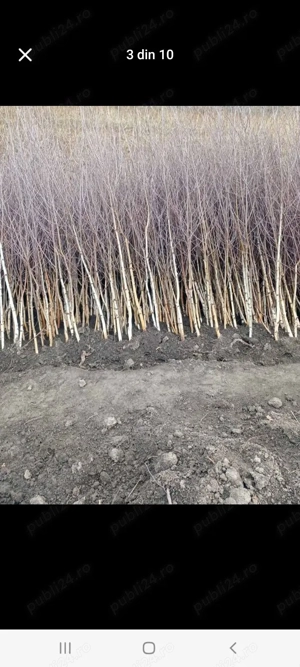 vând plante cu rădăcină mesteacăn alb și roșu pentru replantare  - imagine 2