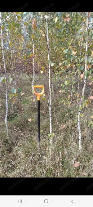 vând plante cu rădăcină mesteacăn alb și roșu pentru replantare  - imagine 3