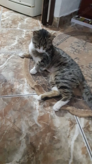 dau spre adoptie pui de pisica 7 luni - imagine 2