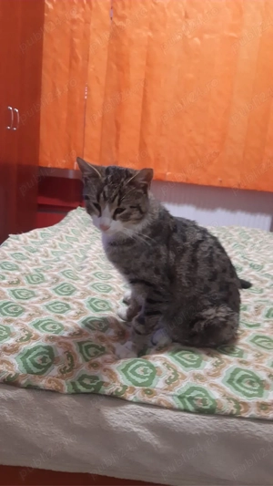 dau spre adoptie pui de pisica 7 luni