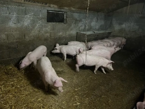 vand grasuni  - imagine 3