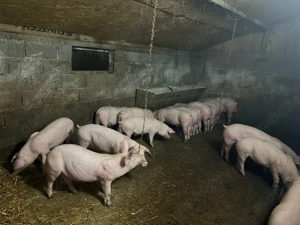 vand grasuni  - imagine 2