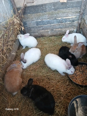 De vânzare puii de iepuri  - imagine 3