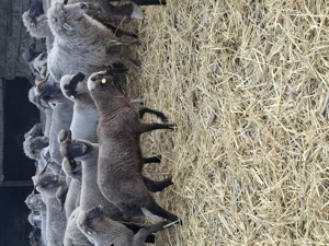 Vand miei 24 kilogramu - imagine 2