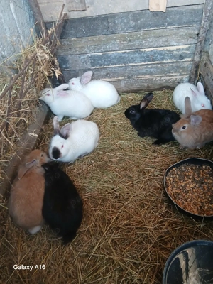 De vânzare puii de iepuri  - imagine 5