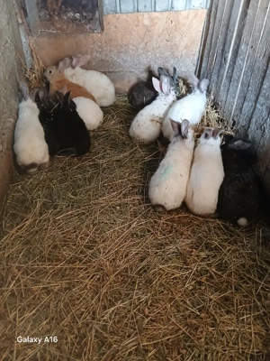 De vânzare puii de iepuri  - imagine 4