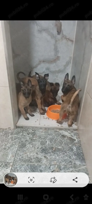 Donez fetiță Malinois belgian  - imagine 2