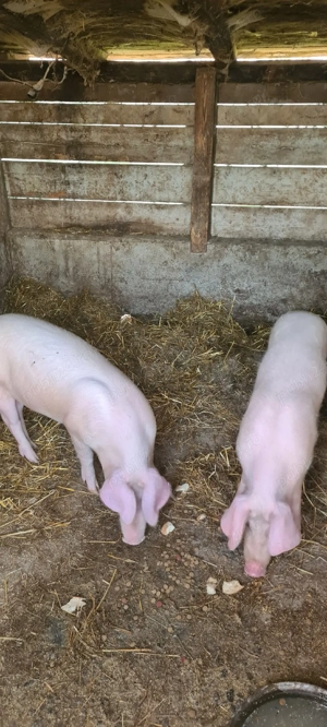 Landrace doua bucati  - imagine 2