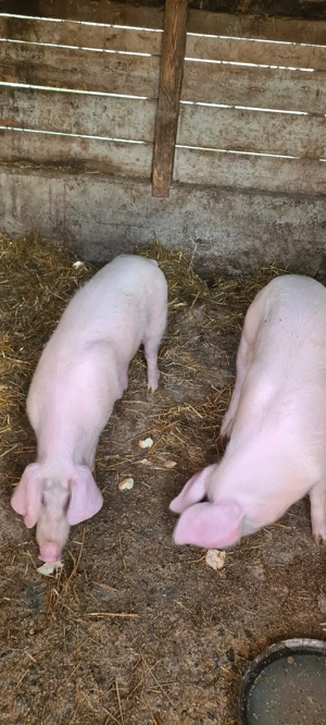 Landrace doua bucati  - imagine 3