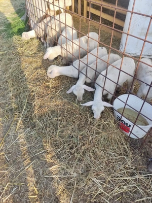 miei lacaun reproductie - imagine 4