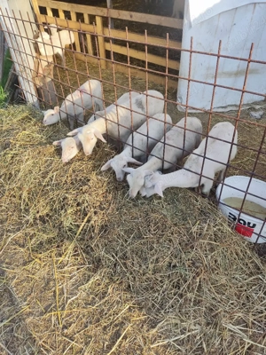 miei lacaun reproductie - imagine 5