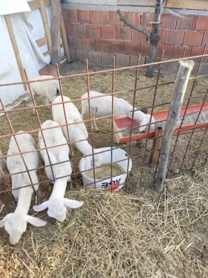 miei lacaun reproductie - imagine 3