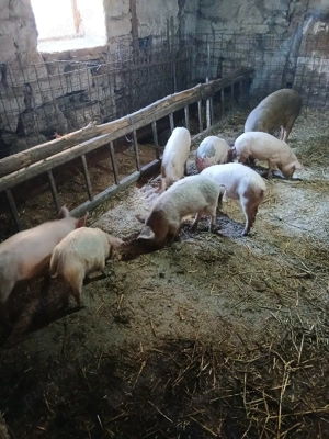 vand purcei - imagine 3