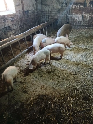 vand purcei - imagine 2