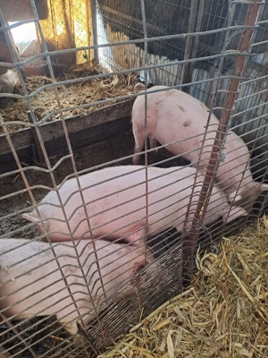 Porci de vânzare au între 90 și 100 14 RON kilogram cine dorește mă poate contacta   jude - imagine 5