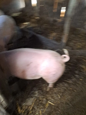 Porci de vânzare au între 90 și 100 14 RON kilogram cine dorește mă poate contacta   jude - imagine 3