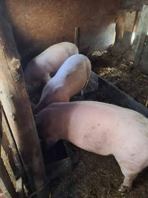 Porci de vânzare au între 90 și 100 14 RON kilogram cine dorește mă poate contacta   jude - imagine 2
