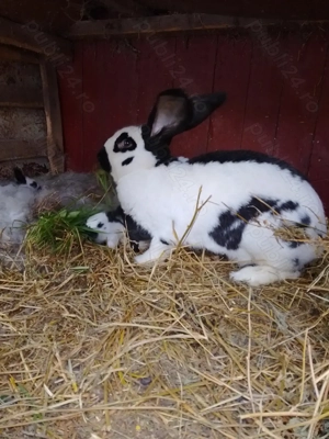 Iepurita fluture german  - imagine 3