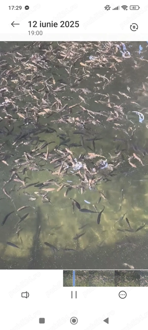 Puiet pastrav curcubeu! - imagine 2