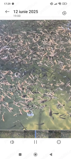 Puiet pastrav curcubeu!