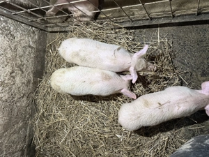 Purcei marele alb  - imagine 5