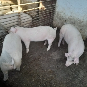 Vând grăsuni  - imagine 3