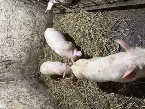 Purcei marele alb  - imagine 2