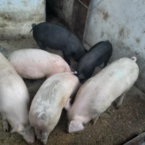 Vând grăsuni  - imagine 4