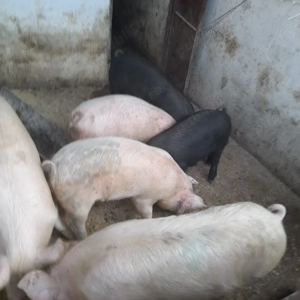 Vând grăsuni  - imagine 2