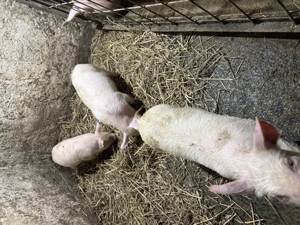 Purcei marele alb  - imagine 3