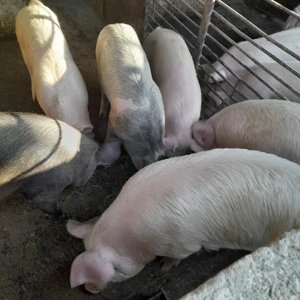 Vând grăsuni  - imagine 5