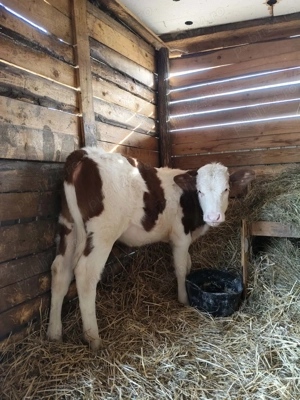 Vând o vitea bălțată românească  - imagine 2