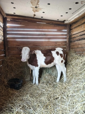 Vând o vitea bălțată românească 