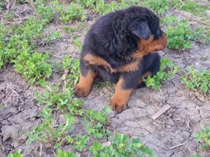 Catel rottwailler - imagine 2