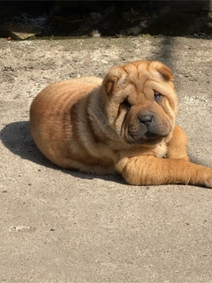 Puiuți de shar pei 