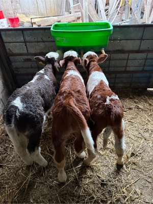 vitei sugari de vanzare  - imagine 2