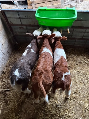 vitei sugari de vanzare 