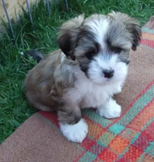 Bichon Havanez cu pedigree 