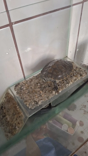 Broasaca țestoas - imagine 3