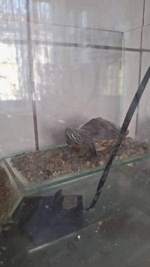 Broasaca țestoas - imagine 2