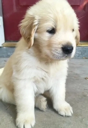 Golden Retriever cu pedigree 
