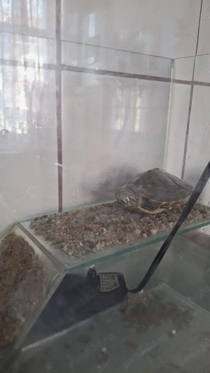 Broasaca țestoas - imagine 4