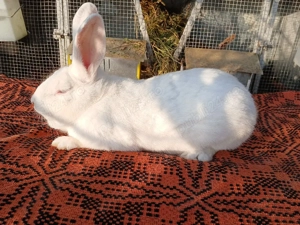 Masculi hycole francez! - imagine 4